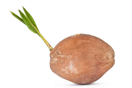 Sprout of coconut tree isolated on white background の写真素材