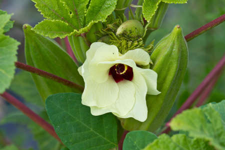 Okra flower in nature of Thailand の写真素材