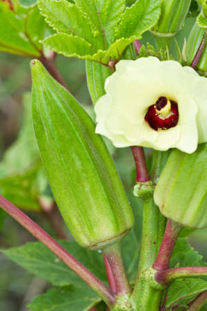 okra on tree の写真素材