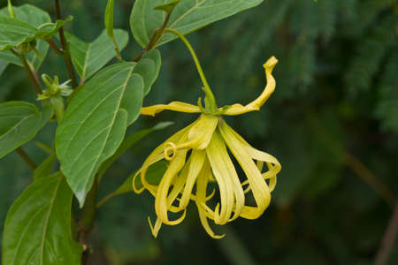 Ylang-Ylang flower on tree, for the manufacture of essential oil の写真素材