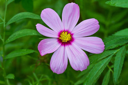 Closeup purple cosmos flower の写真素材