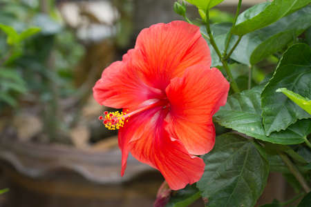 Red Hibiscus Flower の写真素材