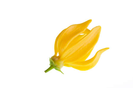 Ylang-Ylang Flower on white background の写真素材
