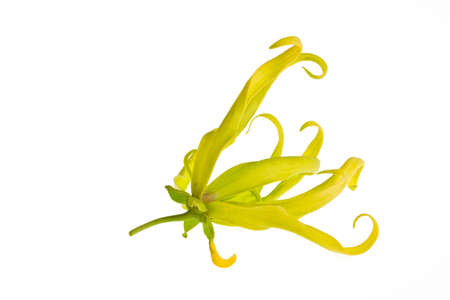 Ylang-Ylang Flower on white background の写真素材