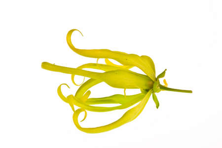 Ylang-Ylang Flower on white background の写真素材