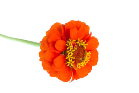Zinnia flower on a white background の写真素材
