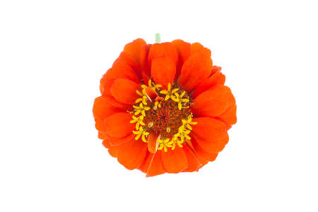 Zinnia flower on a white background の写真素材