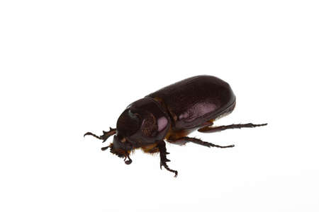 Rhinoceros beetle isolated on a white background 