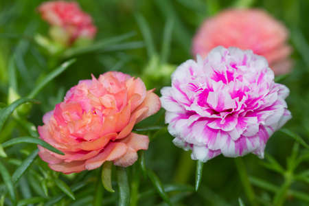 Closeup Portulaca flowers 