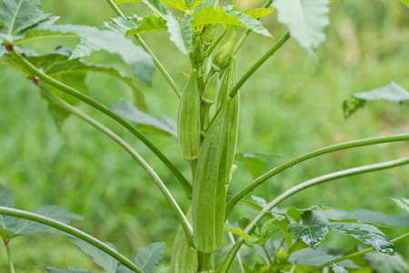 okra on tree の写真素材