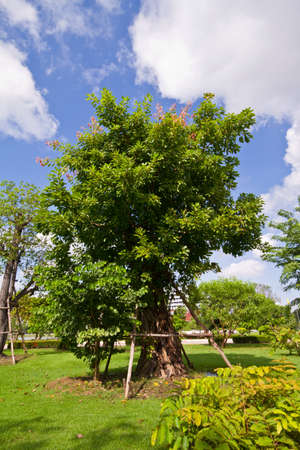 Green trees in park 