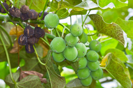 Jatropha on tree in natural of Thailand 