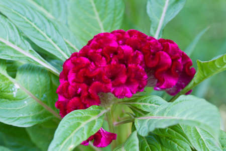 plumed cockscomb flower, closeup の写真素材