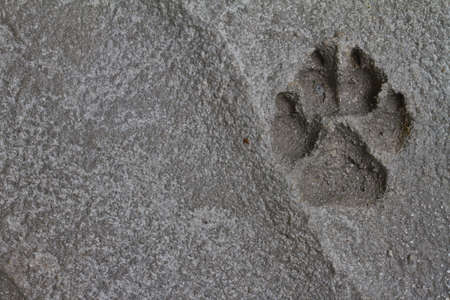 The dog  s footprints on cement floor background の写真素材