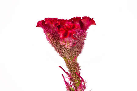 Cockscomb flower on white background
