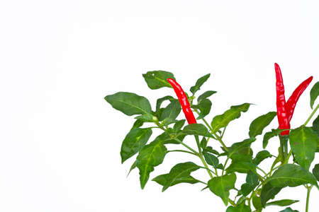 Red chilli on tree on white background 