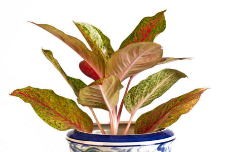 Aglaonema Plant in pot on white backgroundの写真素材