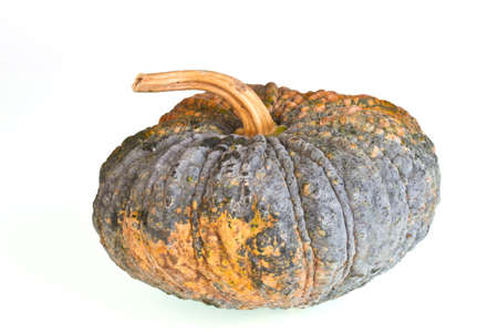 pumpkin on white background の写真素材