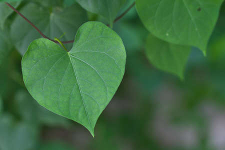 Heart shaped leaf の写真素材