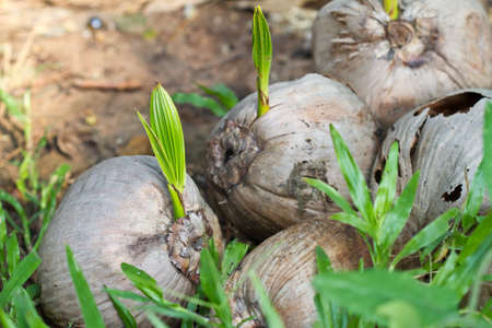 Sprout of coconut treeの写真素材