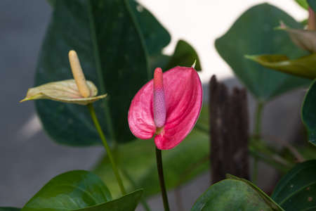 Anthurium 