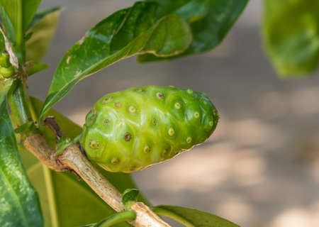 Noni fruit on tree 