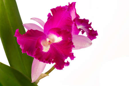 Red orchid on the white background の写真素材