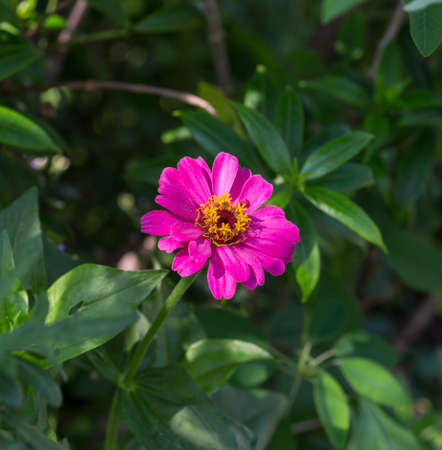Pink Zinnia flower の写真素材