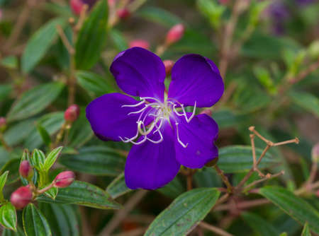 purple Tibouchina lepidota flower の写真素材