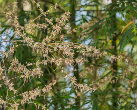 Flower bamboo on treeの写真素材