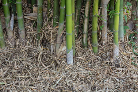 bamboo in natural の写真素材