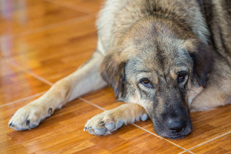 Dog sleeping on the tile floor  