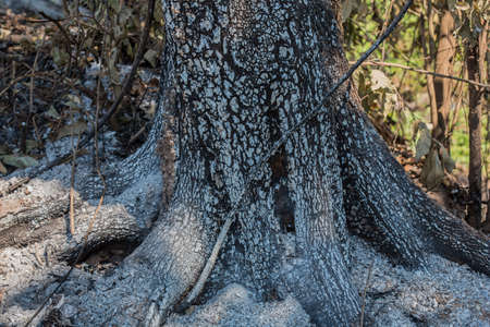 Burning tree in the forest ,Thailandの写真素材
