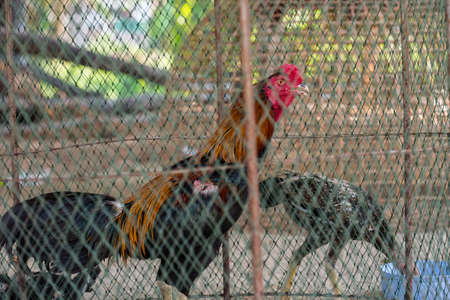 fighting cock in cage,Thailandの写真素材