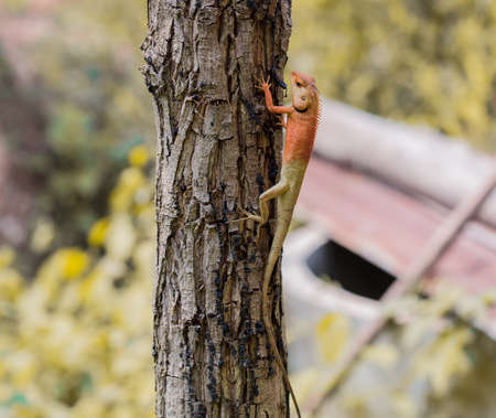 Lizard on the tree の写真素材