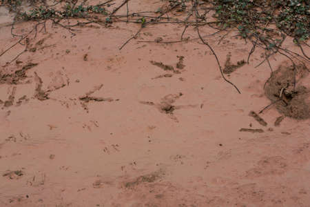 Bird tracks in natural   の写真素材