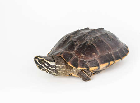 Turtle isolated on white background の写真素材