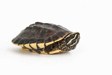 Turtle isolated on white background の写真素材