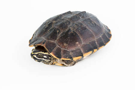 Turtle isolated on white background の写真素材