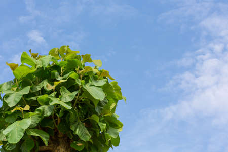 Teak tree leaf and the blue sky の写真素材