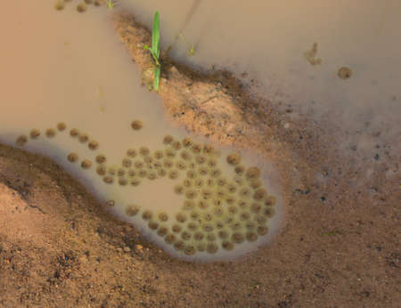 frog spawn and tadpoles の写真素材