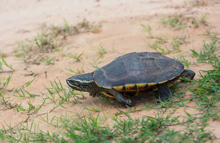 Turtle in nature,Thailandの写真素材