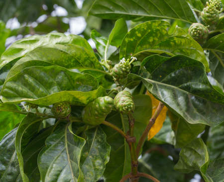 Noni fruit and  leaf on tree の写真素材