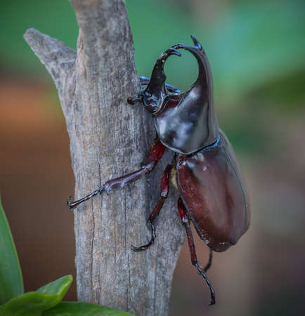 Rhinoceros beetle on tree