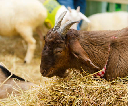 Closeup portrait of a red-furred goat in a herd at a farmの写真素材