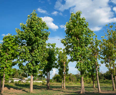 Teak tree and the blue sky の写真素材