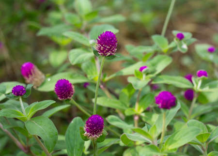 Globe amaranth Flower 