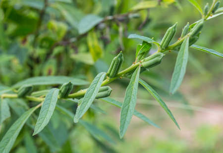 sesame on tree in garden,Thailandの写真素材