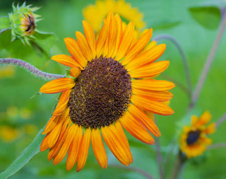 Beautiful sunflowerの写真素材