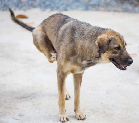 Dog scratching .の写真素材